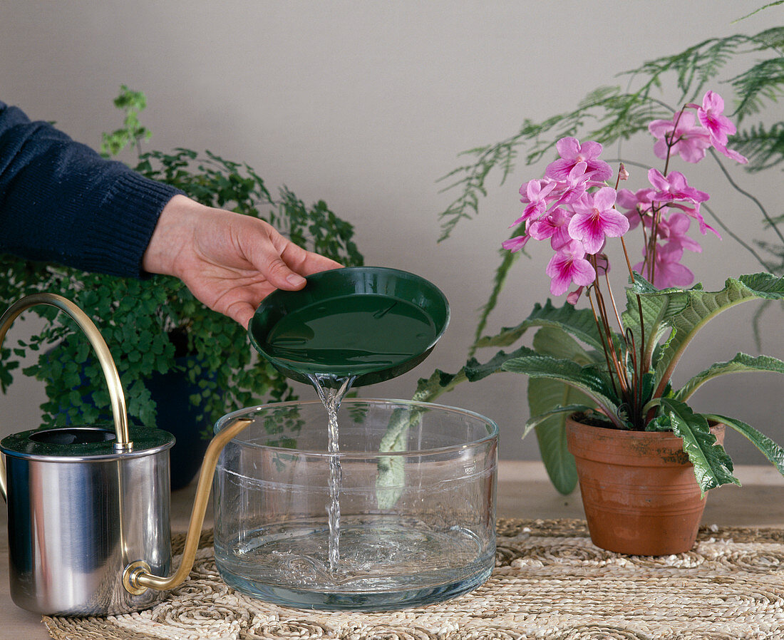 Watering Streptocarpus