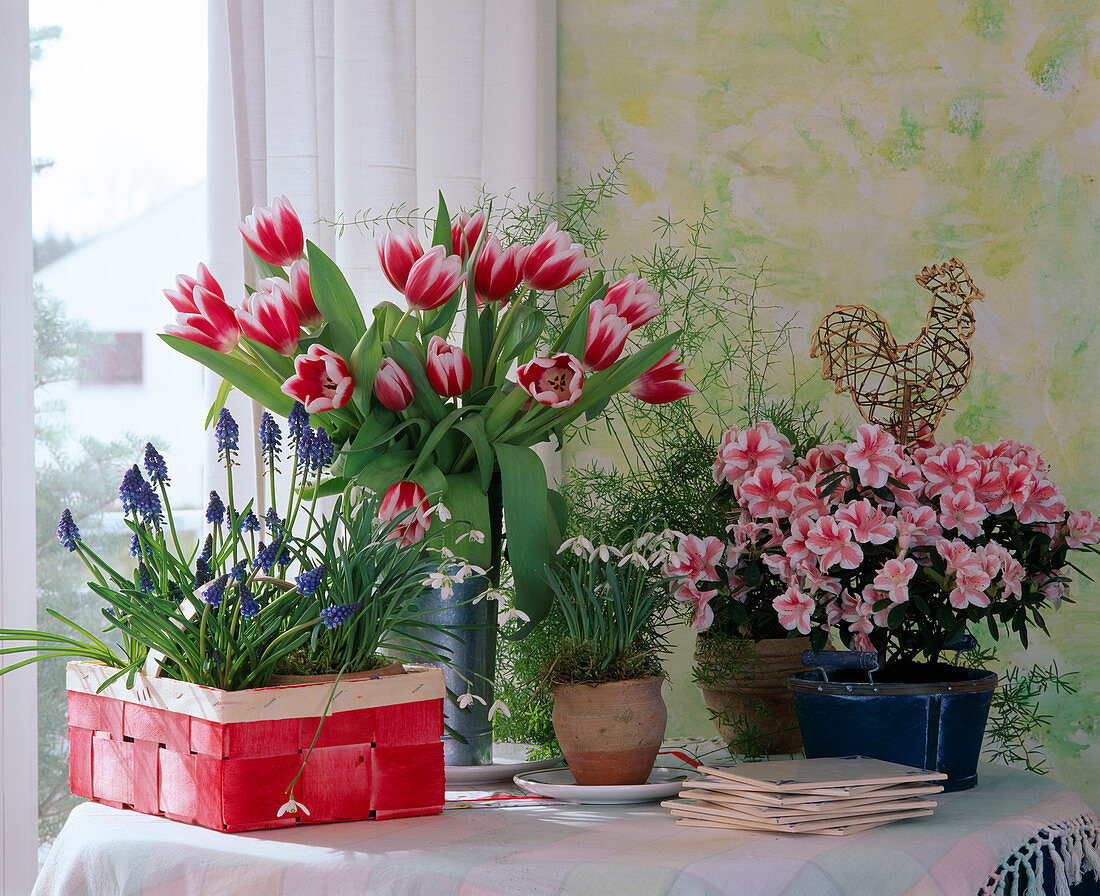 Grape hyacinth, bouquet of tulips