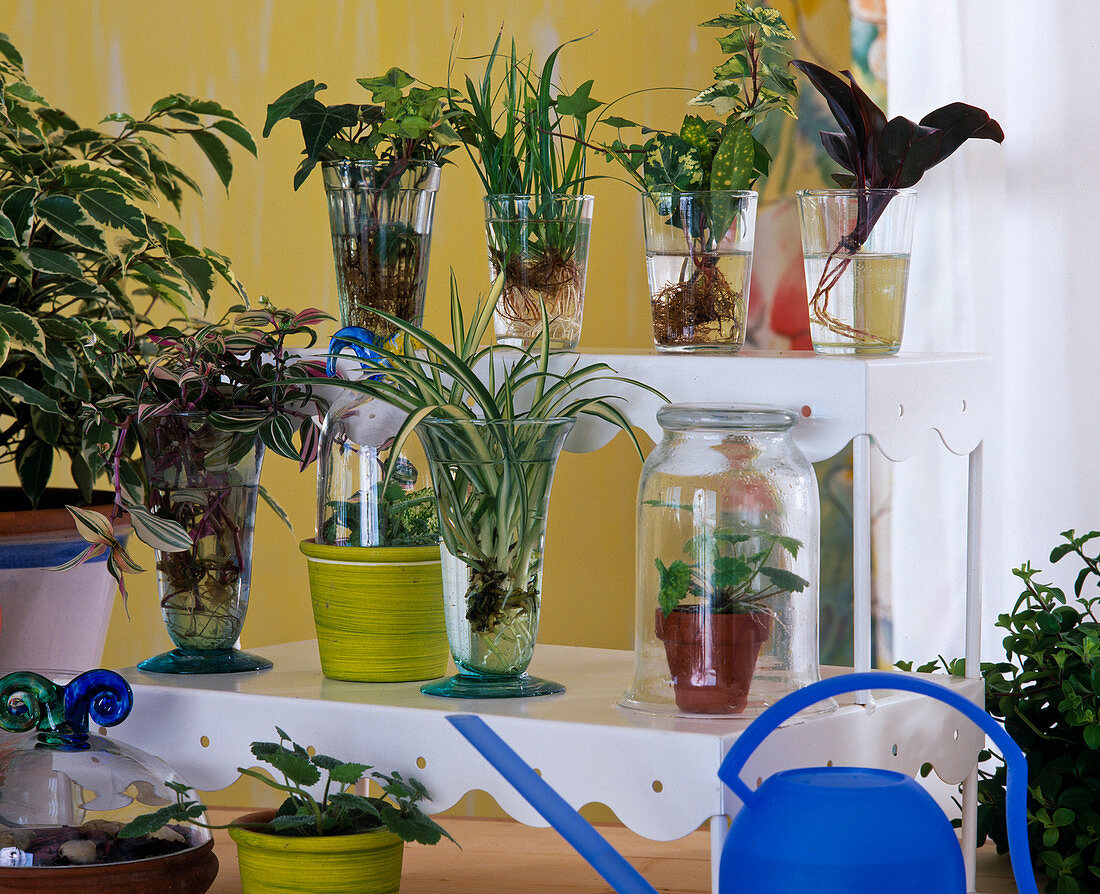 Cuttings propagation in a glass of water