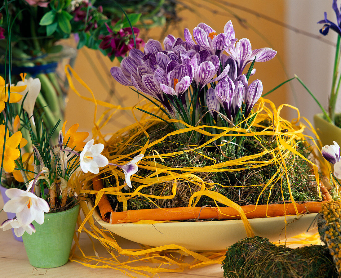 Crocus chrysanthus 'Ladykiller'