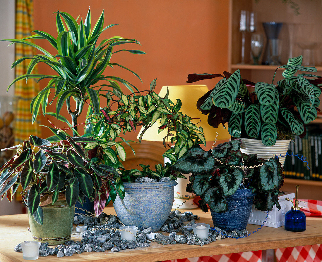 Begonia listida, Dracaena (Drachenbaum), Hoya