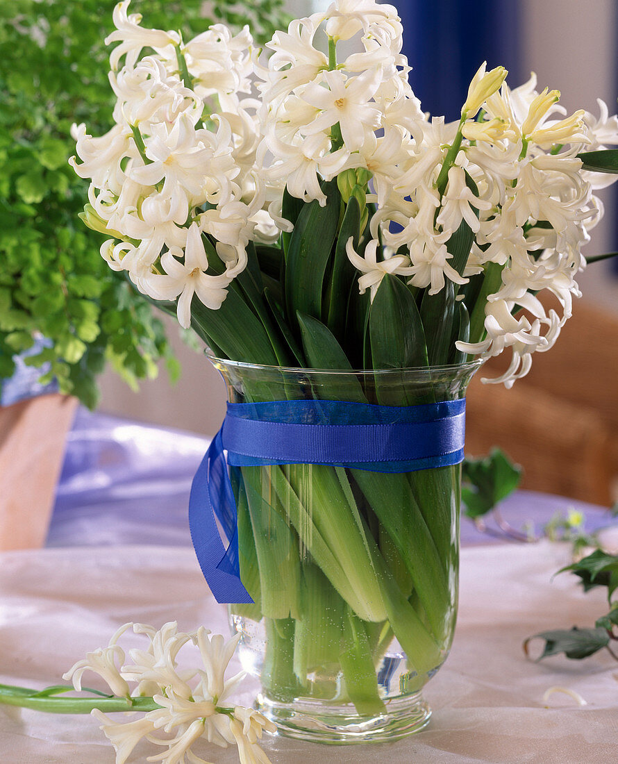 Hyacinthus multiflora