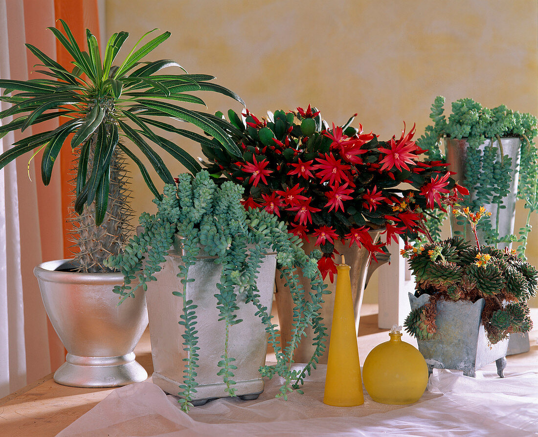 Südfenster mit Pachypodium, Sedum morganianum,