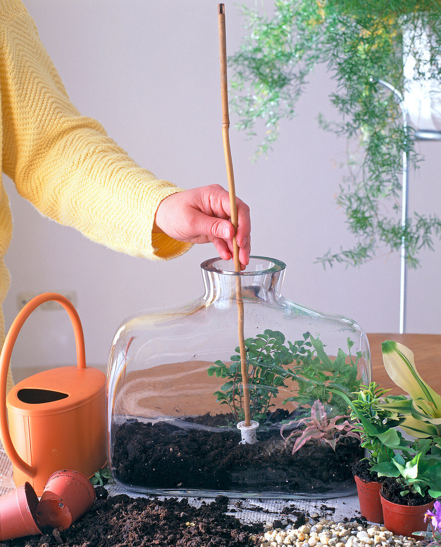 Plant bottle garden