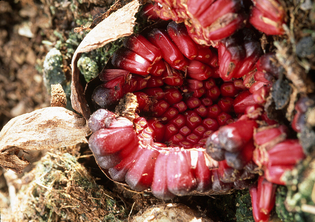 Samen von Sauromatum venosum