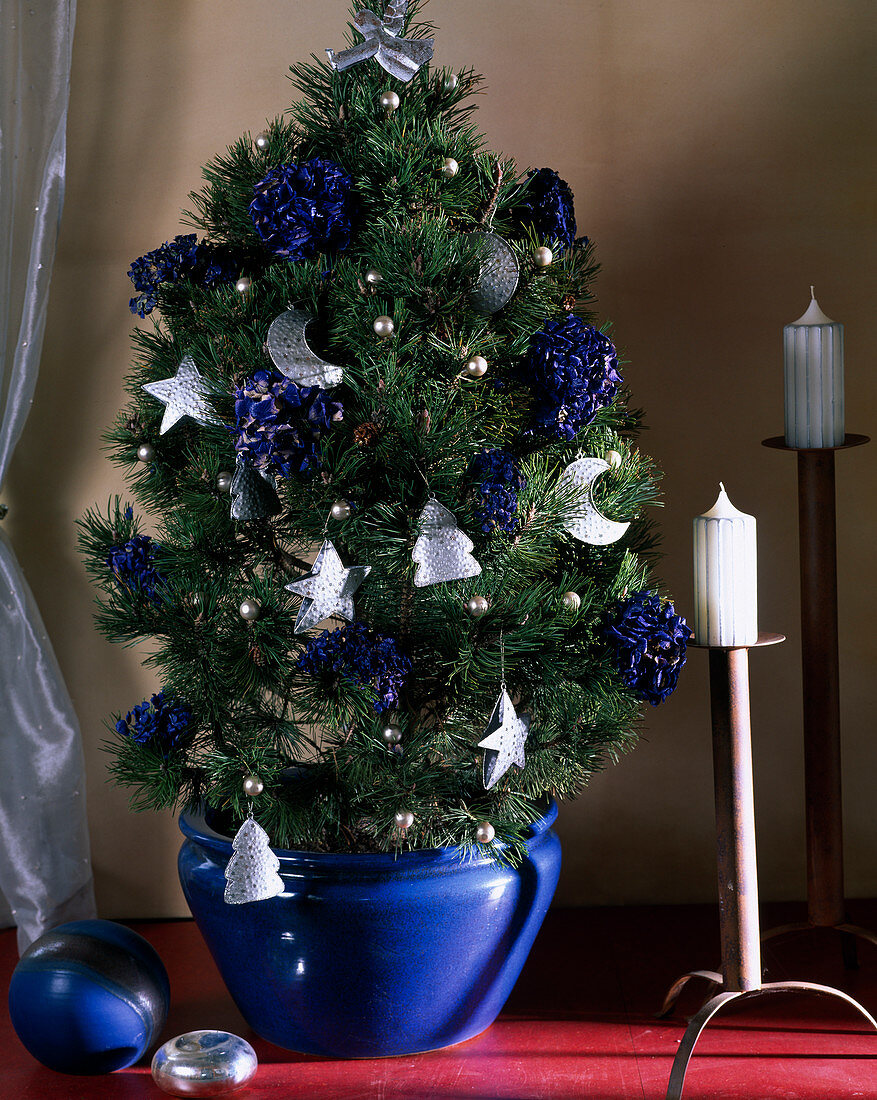 Pine tree (Pinus) with blue sprayed dried hydrangea blossoms