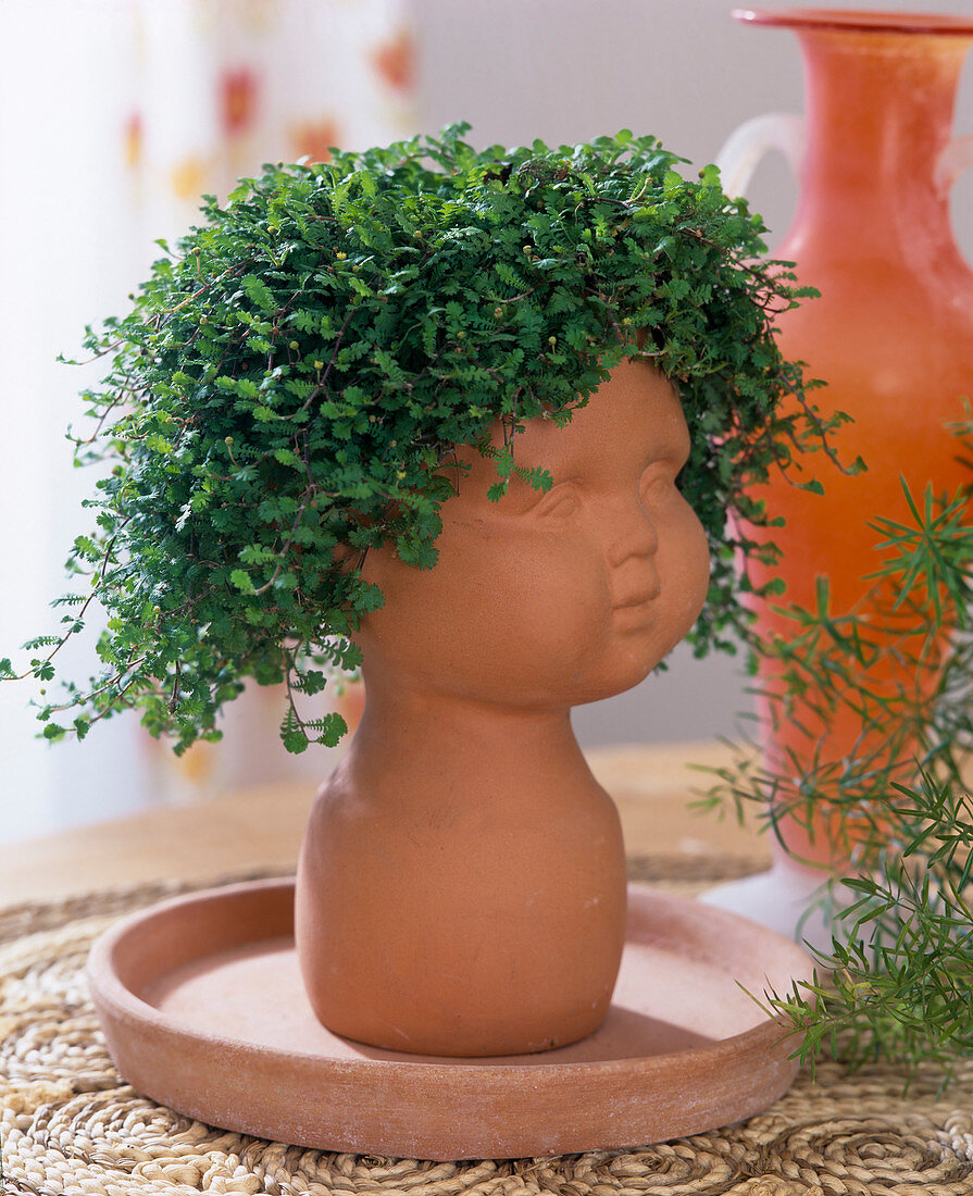 Child's head made of clay with Soleirolia soleirolii little boy's head