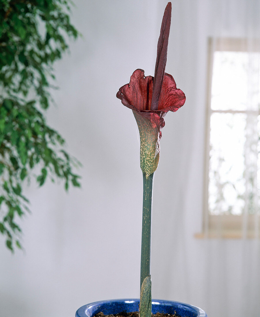 Amorphophallus flower