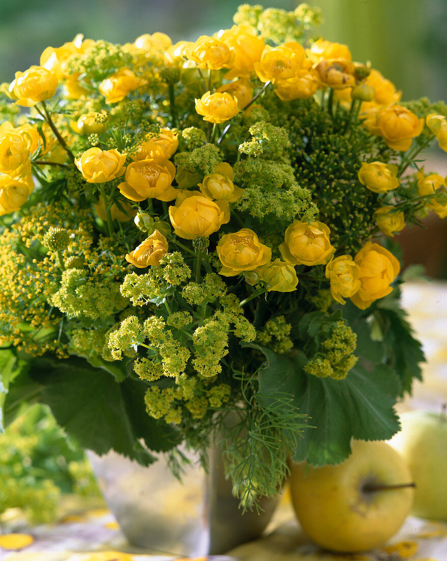 Trollius (Trollblume), Alchemilla mollis (Frauenmantel)