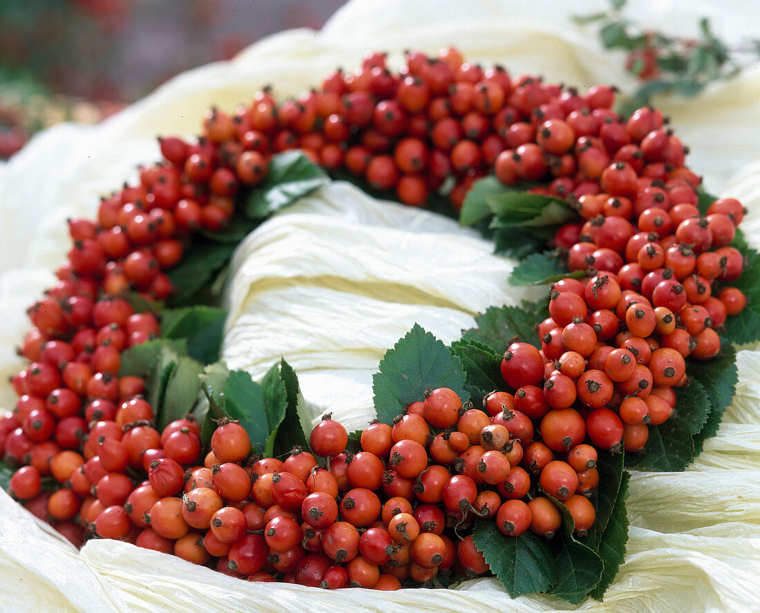 Wreath of Rosa canina