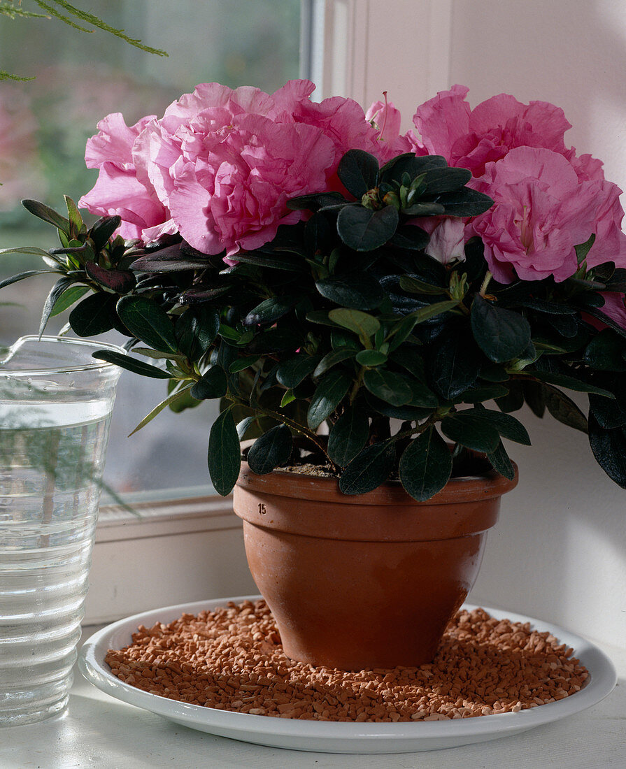 To keep azaleas moist at all times, put them in a trough filled with expanded clay.