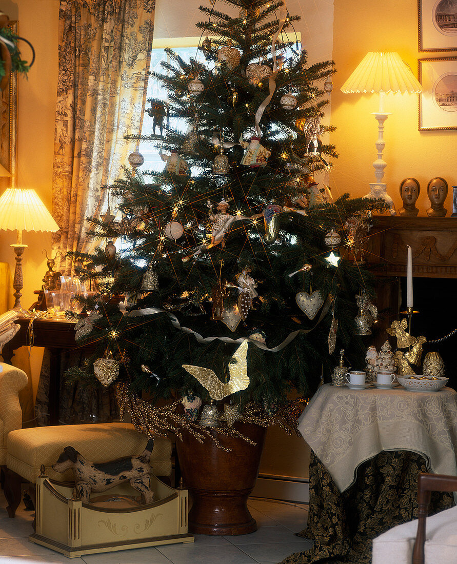 Christmas tree in white, Picea púngens 'Glauca' (Norway spruce)