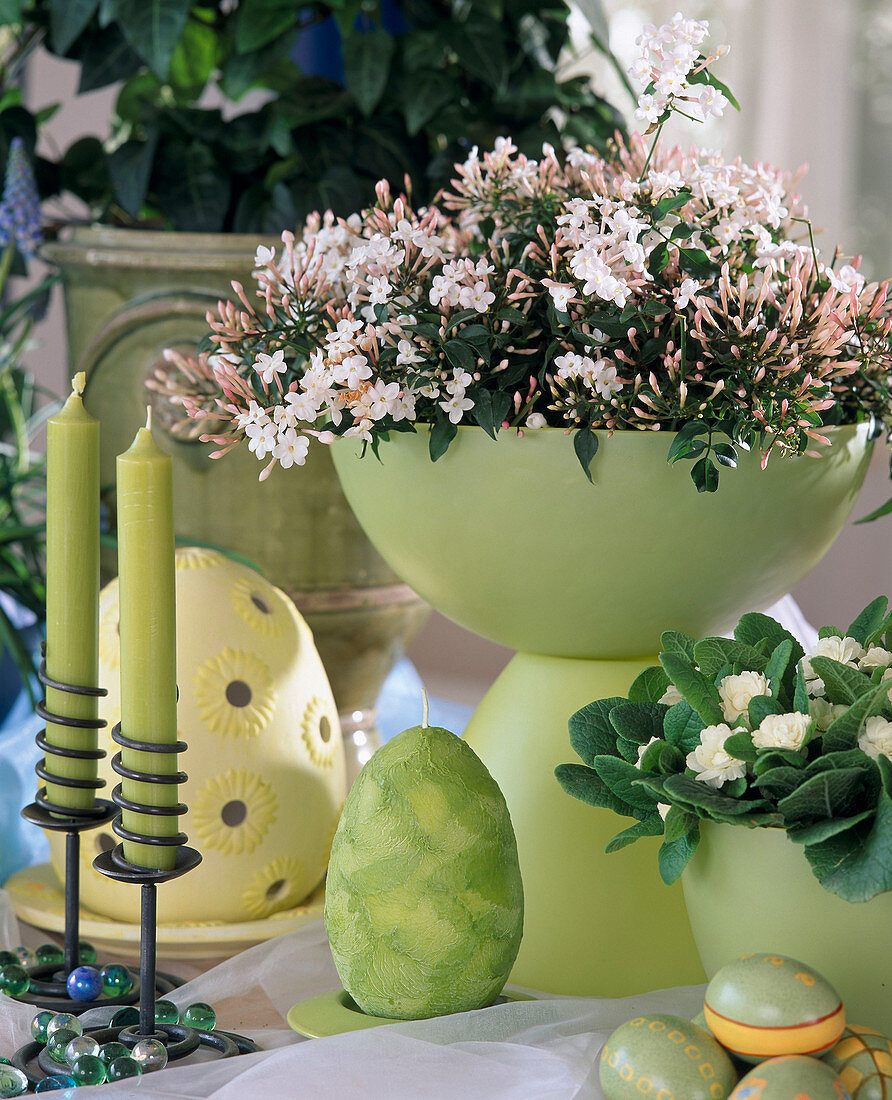 Jasminum polyanthum indoor jasmine