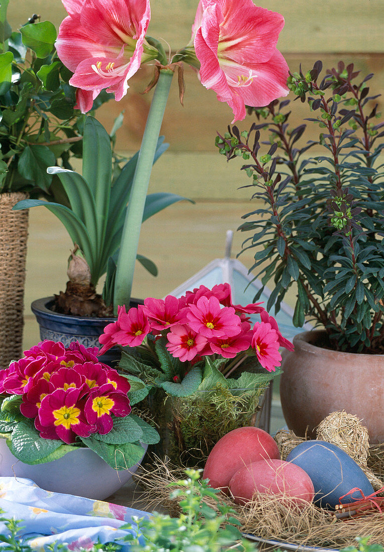 Amaryllis 'Hadeco Candy Floss', Primula vulgaris, Euphorbia, Easter eggs