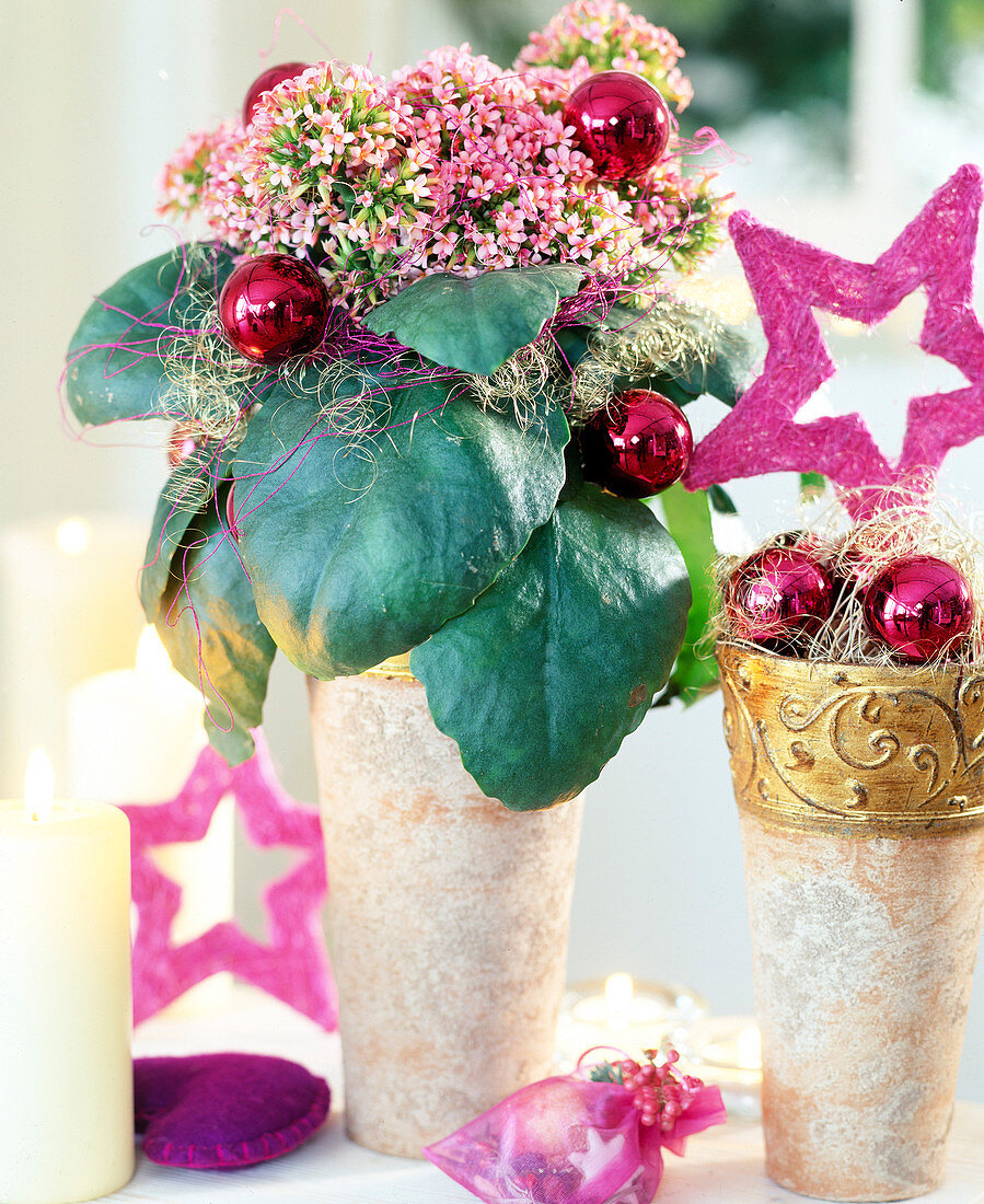 Kalanchoe blossfeldiana (Flaming Beetle), decorated for Christmas