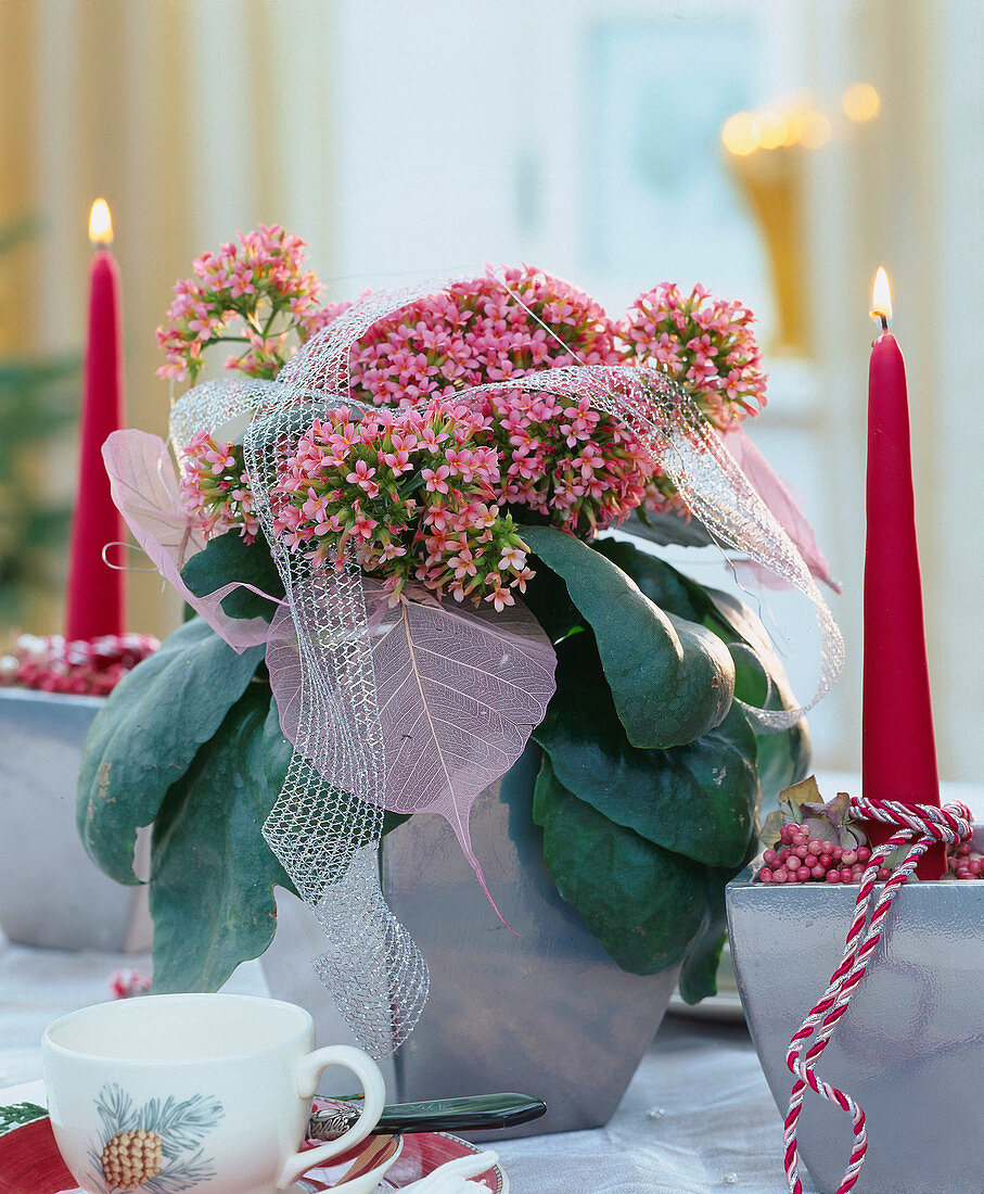 Kalanchoe blossfeldiana weihnachtlich dekoriert