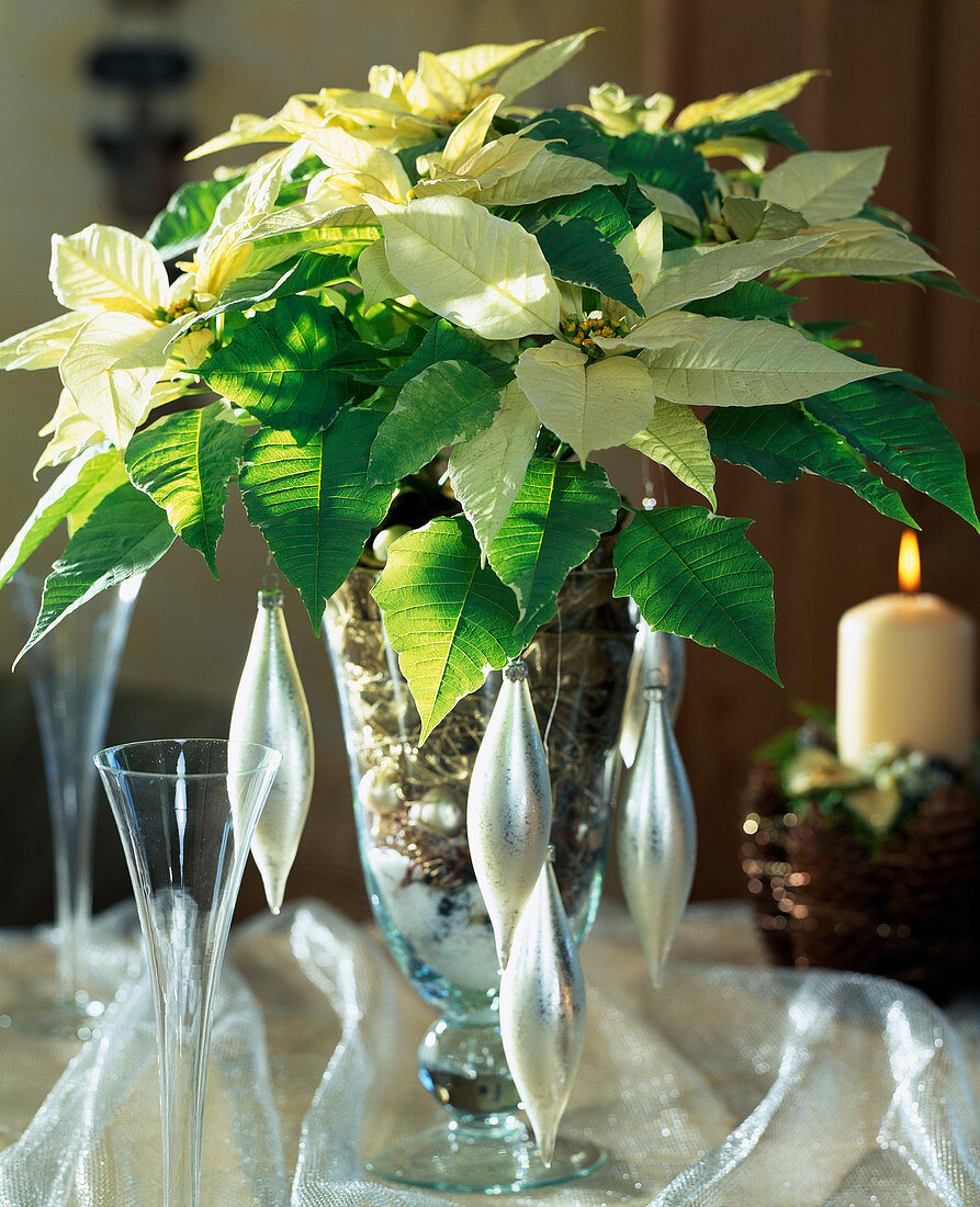 Euphorbia pulcherrima 'Silverstar White'