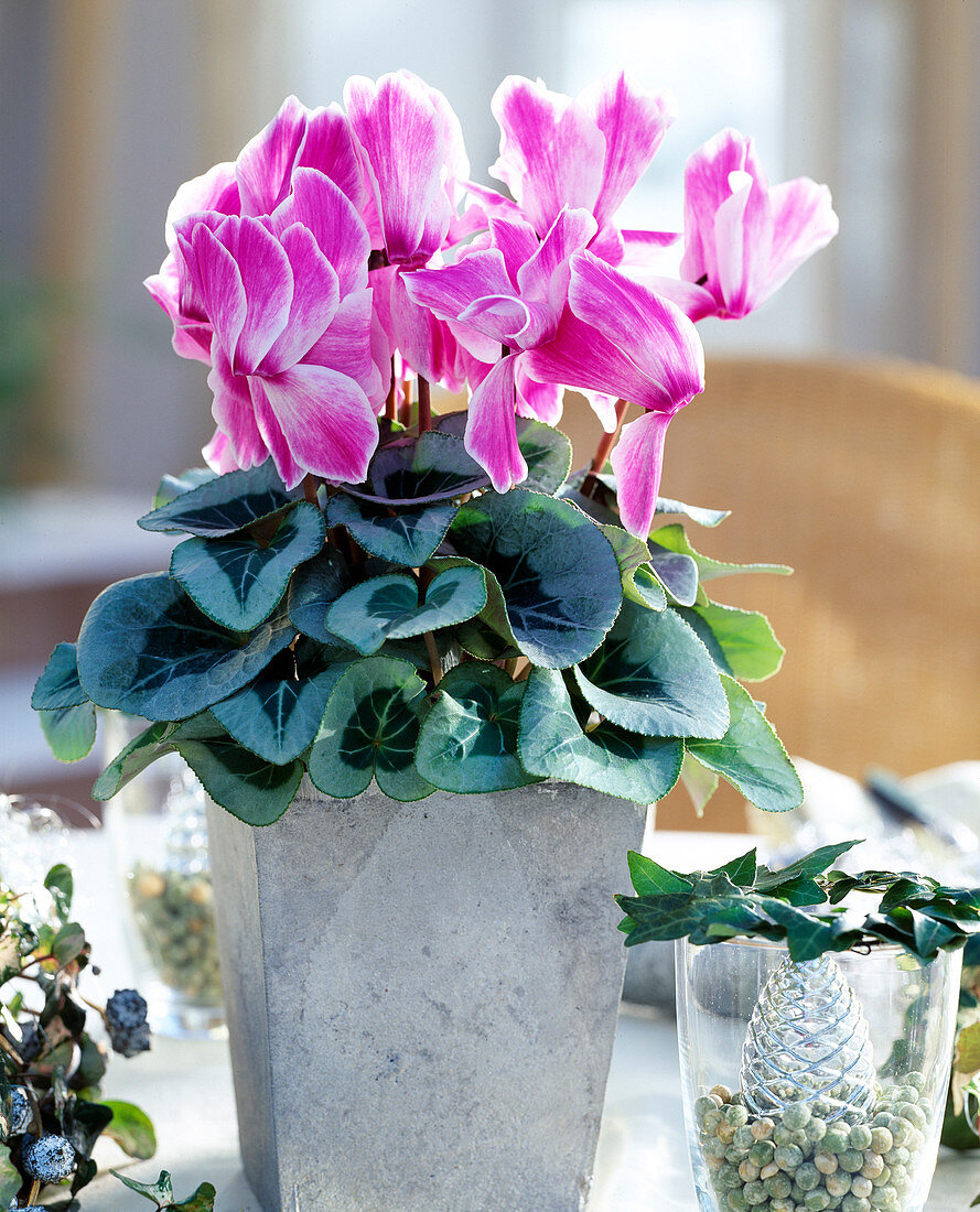 Cyclamen persicum hybrids, cyclamen in silver metal planter