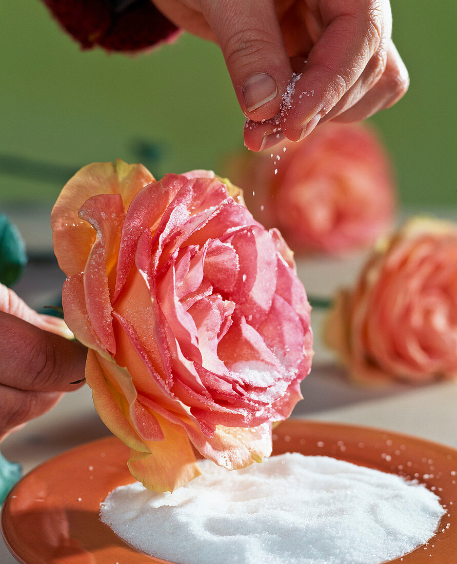 Rosenstrauß mit gezuckerten Rosen: 2. Step