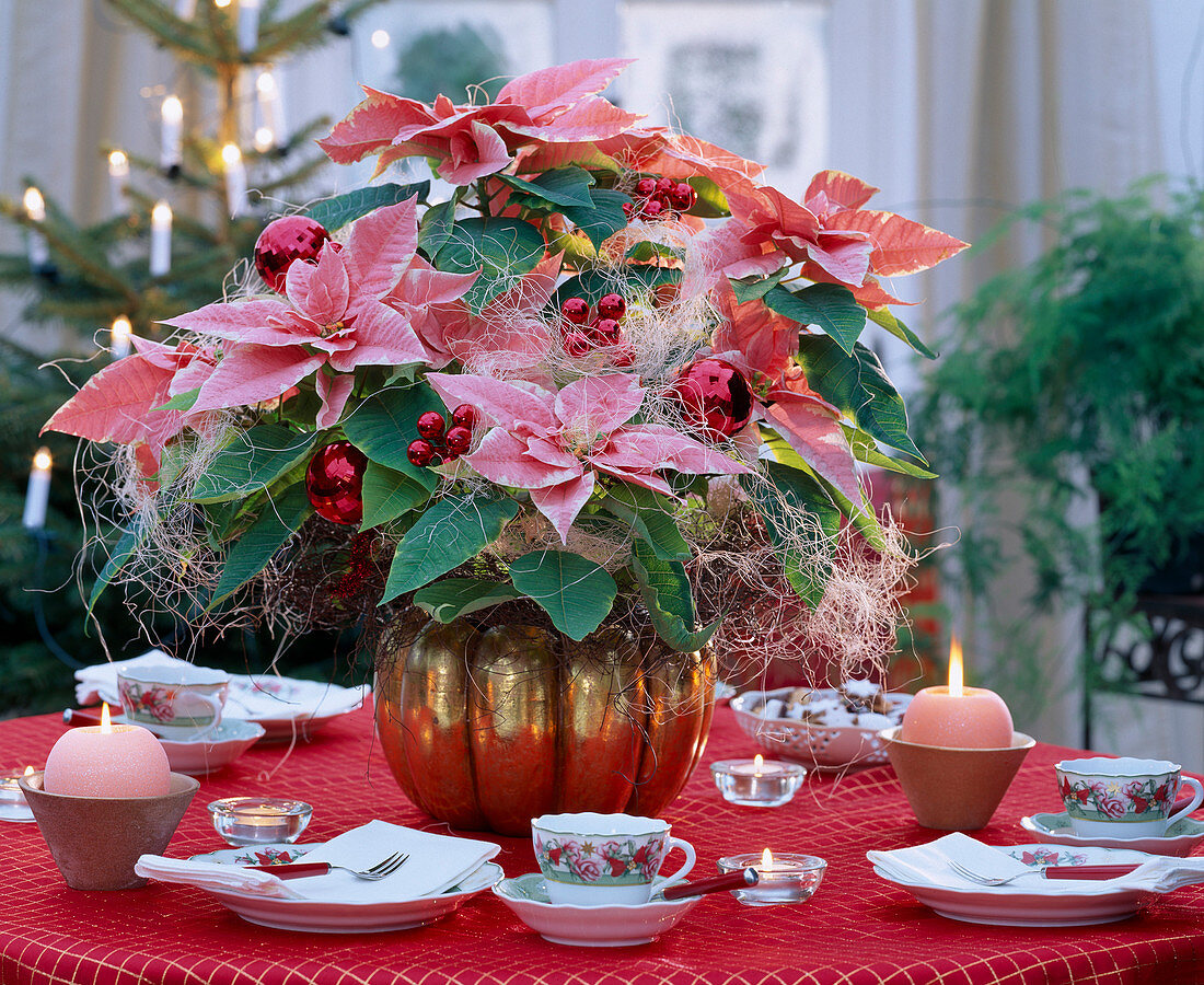 Euphorbia pulcherrima 'Silverstar Marble' (Weihnachtsstern) mit weihnachtlicher Tischdekoration