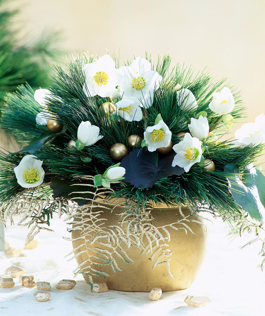 Bouquet with Helleborus niger (Christmas rose), Pinus (pine)