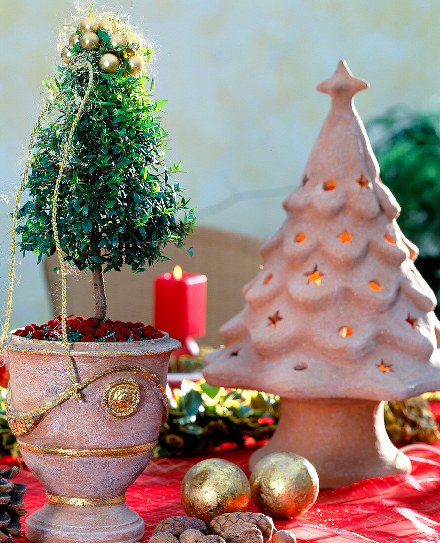 Myrtus communis (myrtle), decorated for Christmas