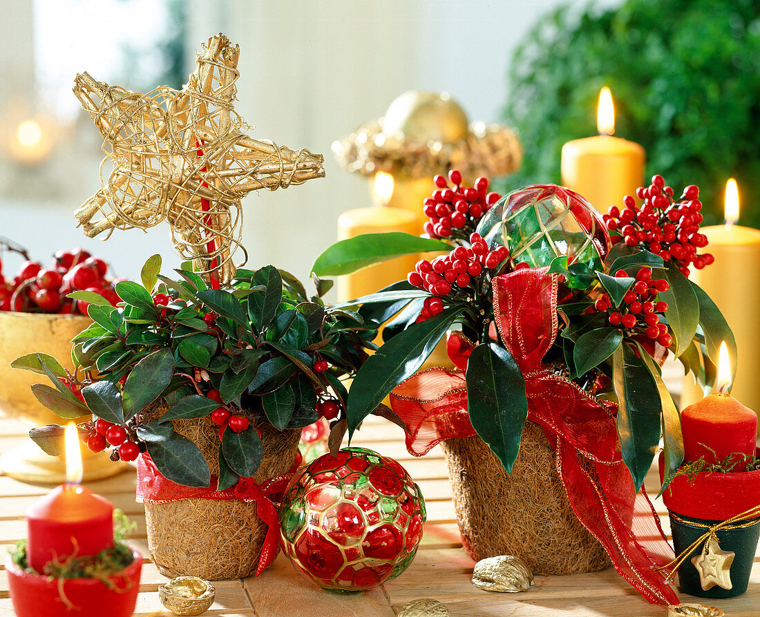 Gaultheria procumbens, Skimmia japonica, decorated for Christmas