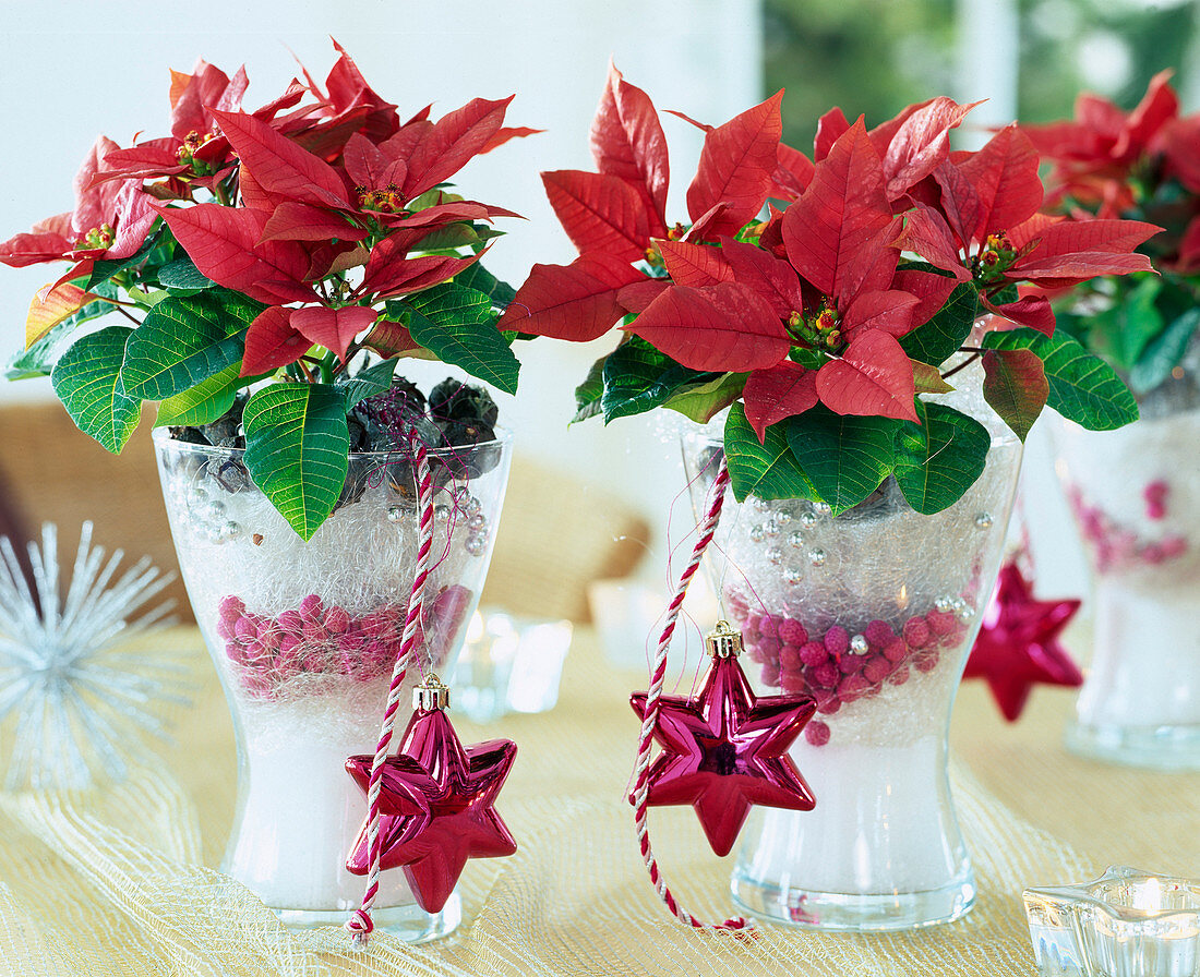 Euphorbia pulcherrima 'Purple Reign', poinsettia