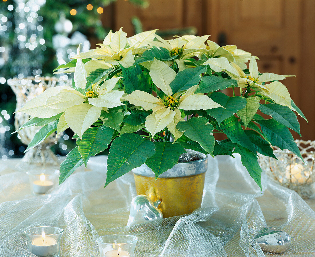 Euphorbia pulcherrima 'Silverstar White', poinsettia