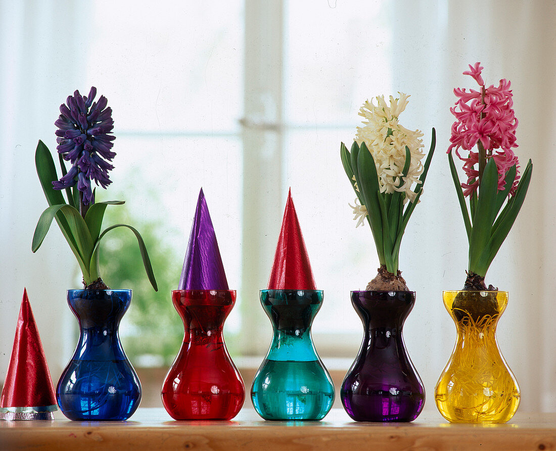 Hyacinths in a hyacinth glass