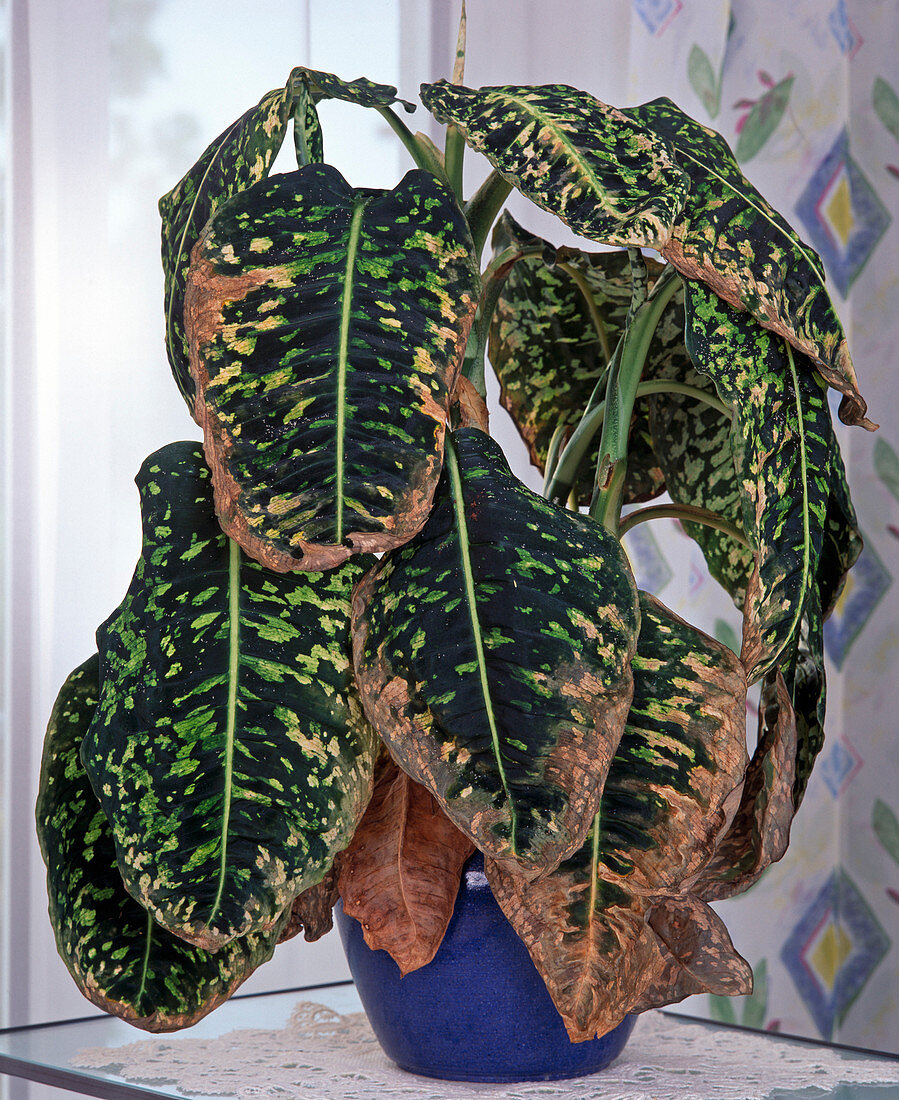 Dieffenbachia: withered leaves due to insufficient humidity or root damage