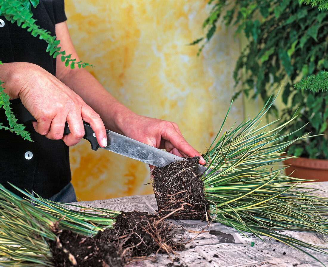 Propagating houseplants by division