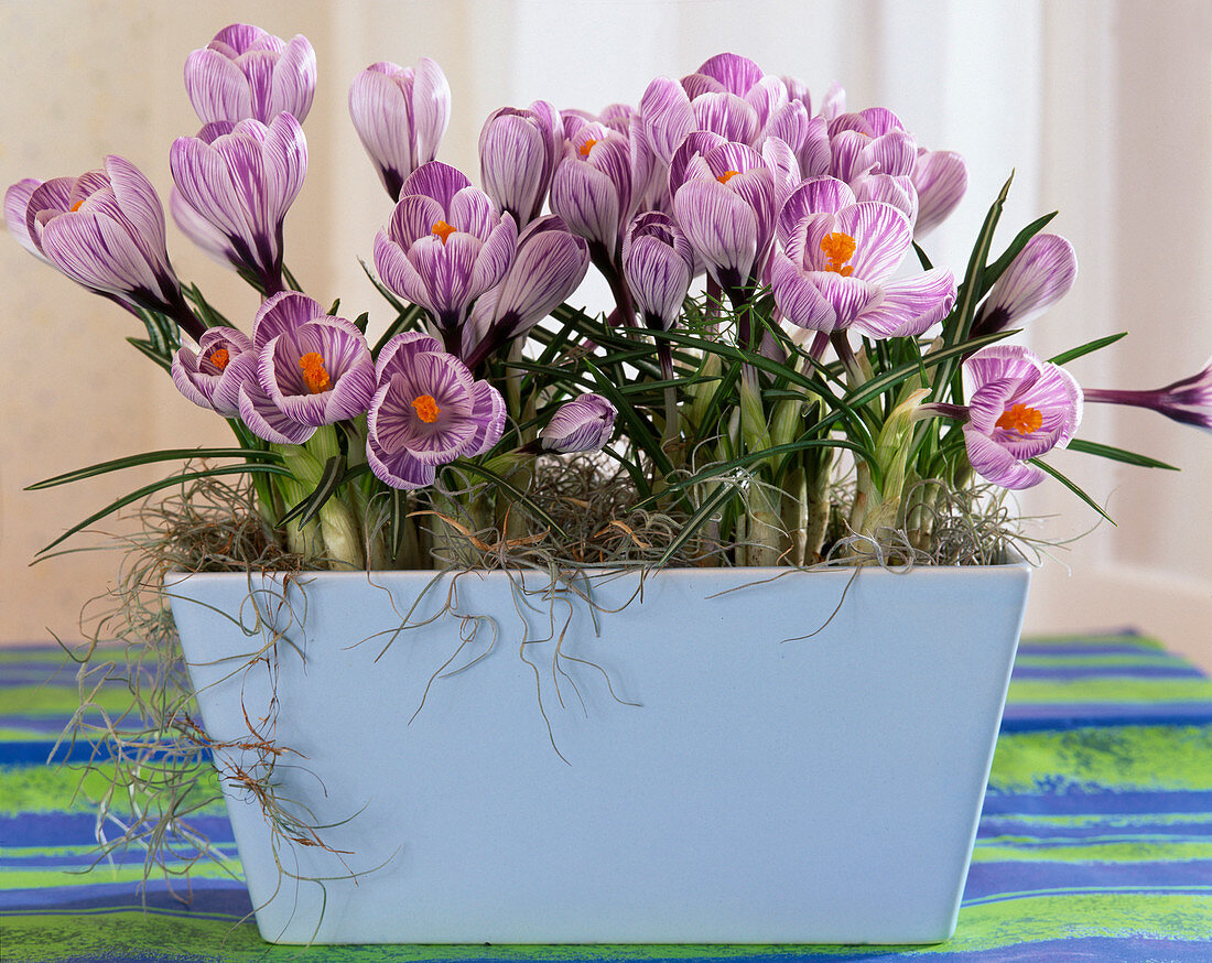 Crocus chrysanthus 'Ladykiller' (Crocus)