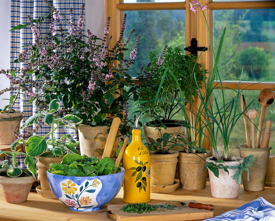 From left: Coleus amboinicus (Jamaican thyme)