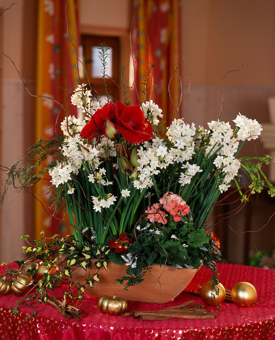 Narcissus tazetta (Tazette daffodils), Hippeastrum, Primula obconica