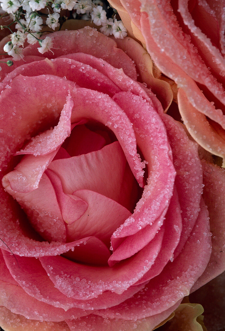 Rose flower 'Esperance' sugared