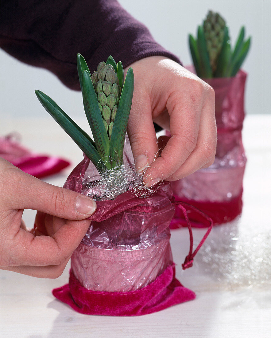 Hyacinths as a gift