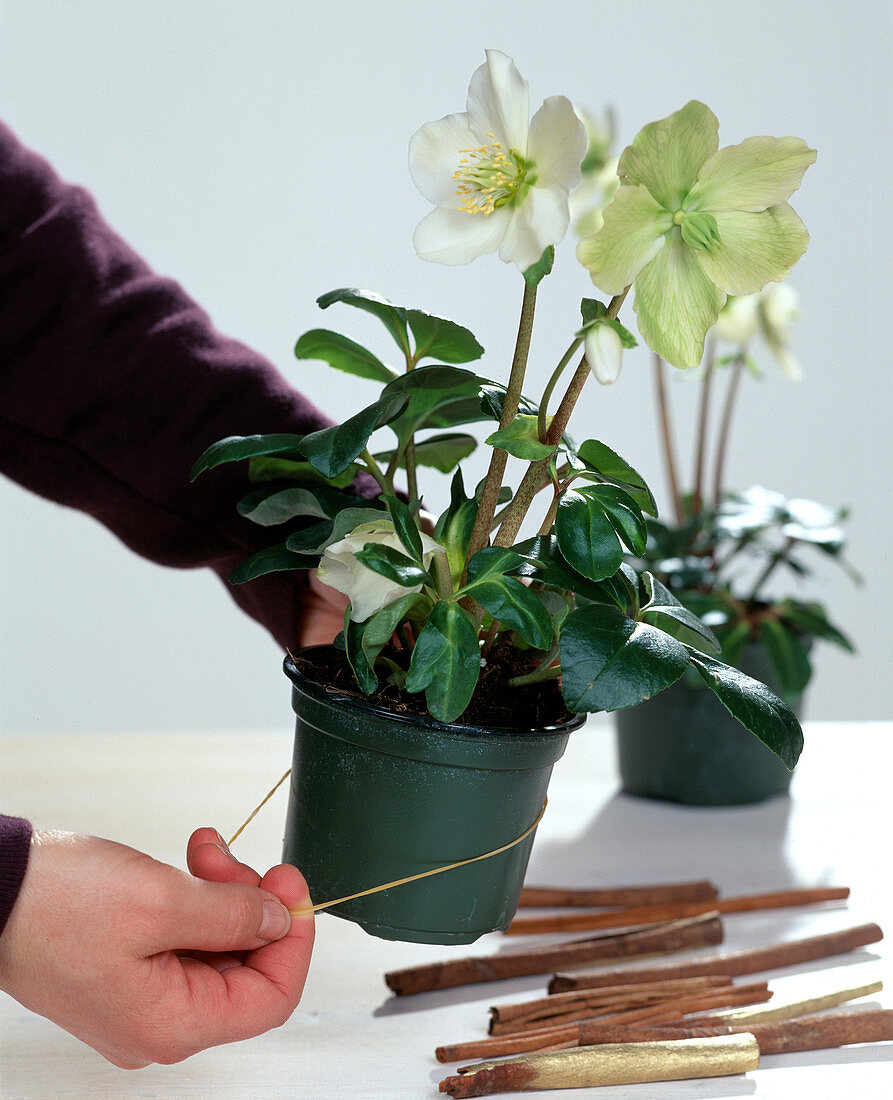 Christmas rose (Helleborus) decorated for Christmas: 1st step: Rubber band around the plastic pot