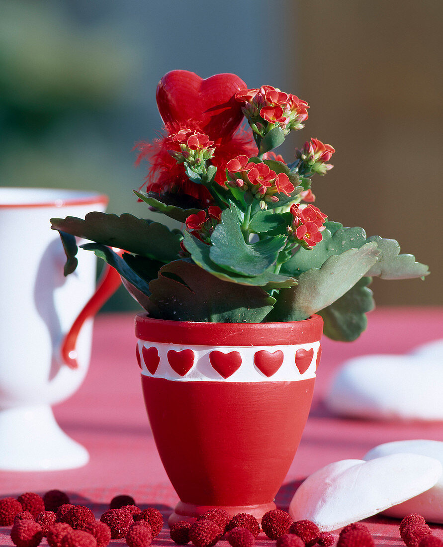 Kalanchoe blossfeldiana (Flaming Daisy) in heart pot