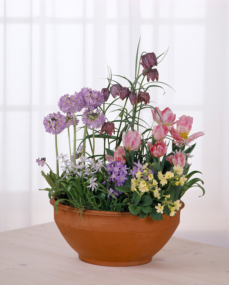Bowl with spring bulbs
