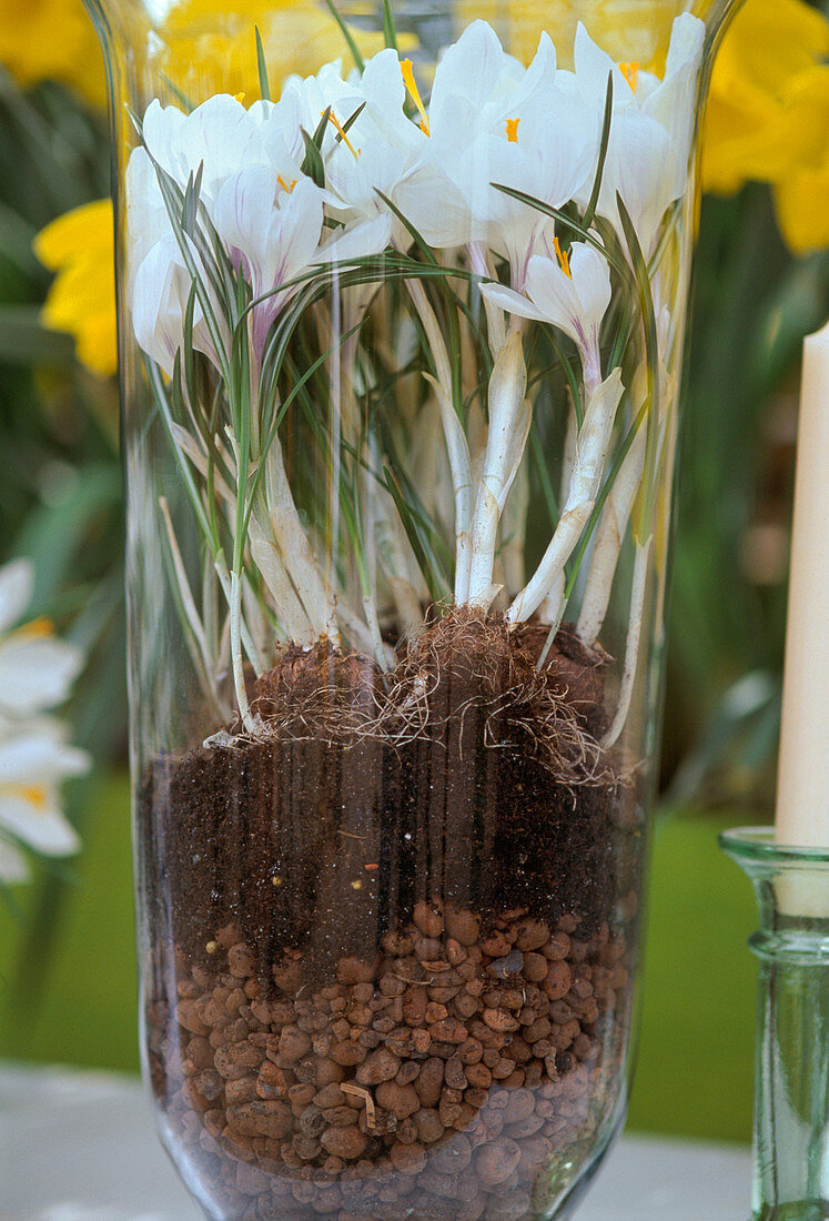 Crocus vernus (Krokus im Glas)