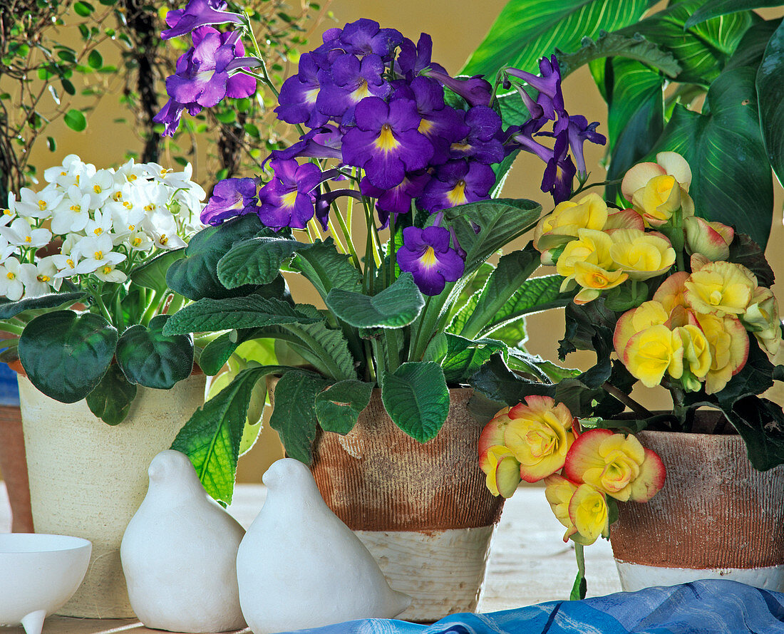 Streptocarpus (turning fruit)