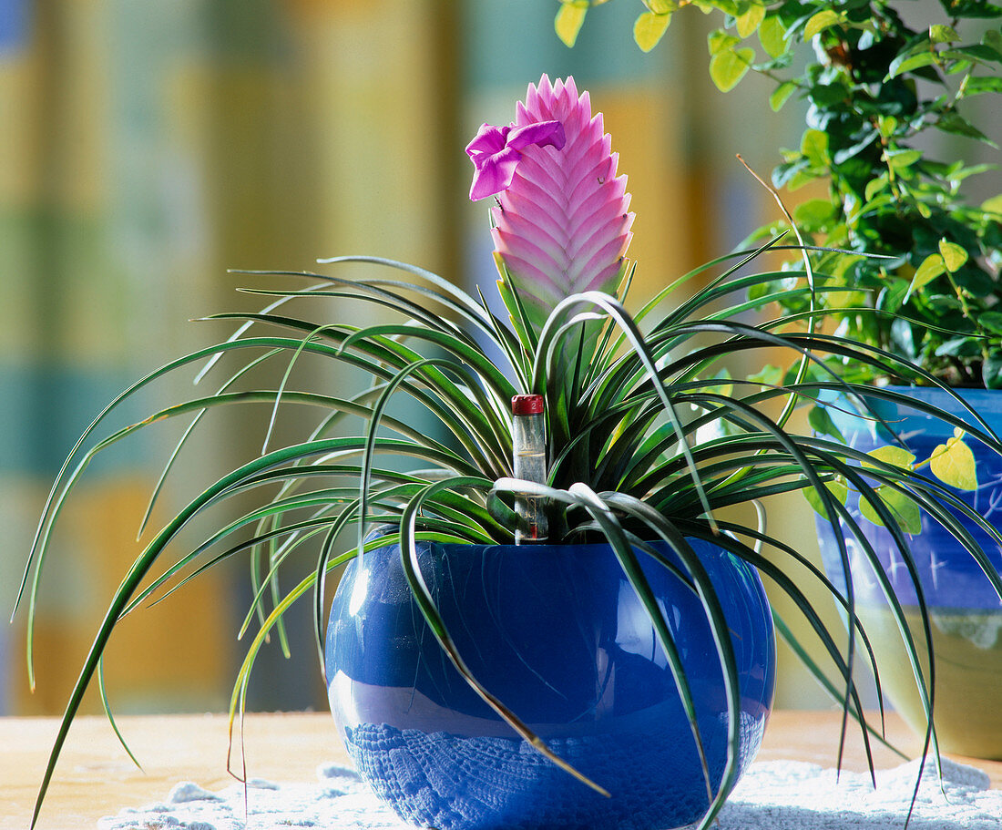 Tillandsia cyanea