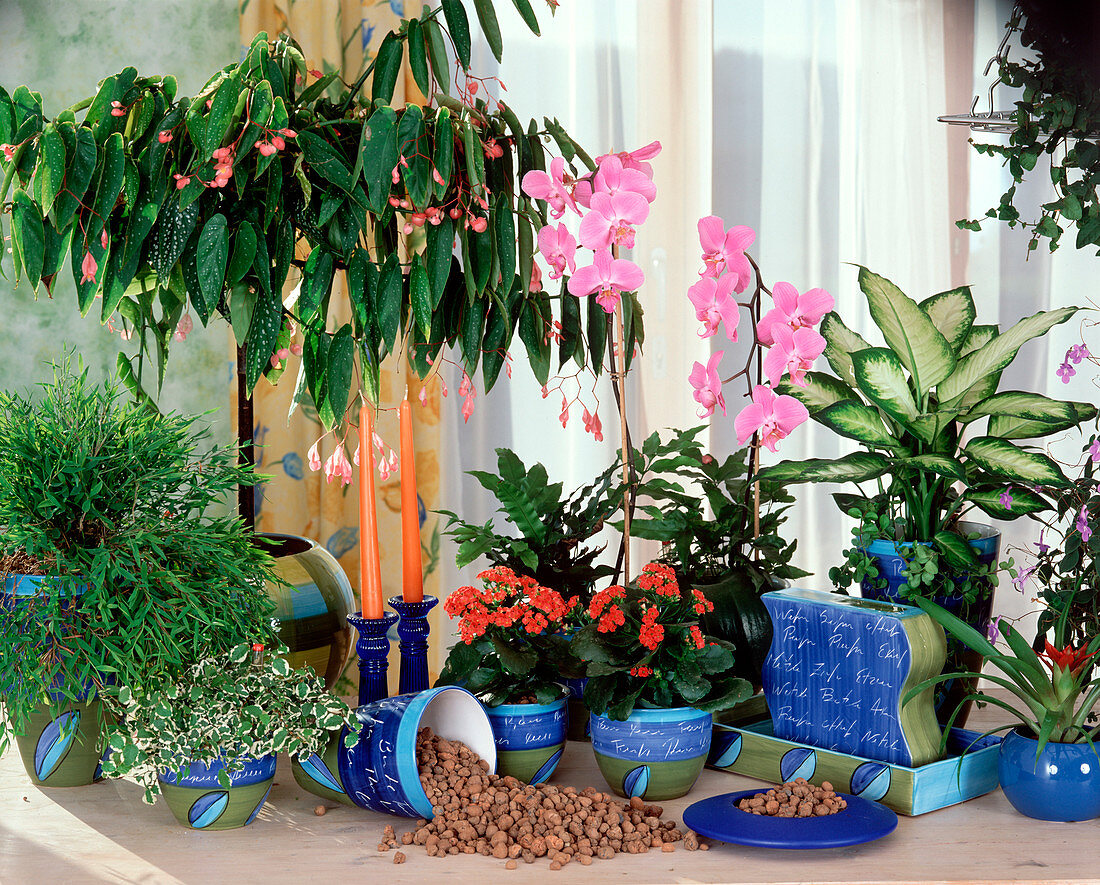 Plants in hydroponics: Pogonatherum, Begonia