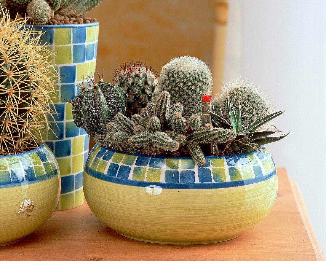 Cacti in hydroponic culture