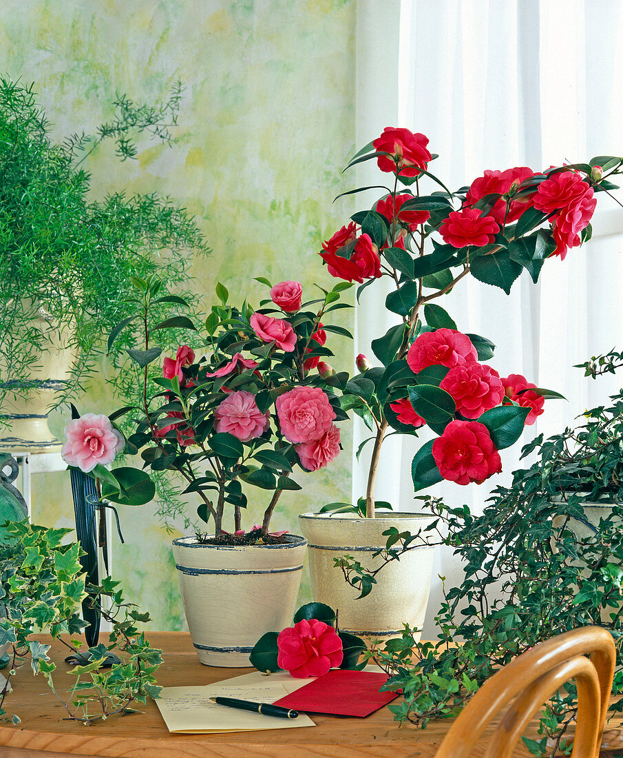Camellia japonica 'Donation' Rosa