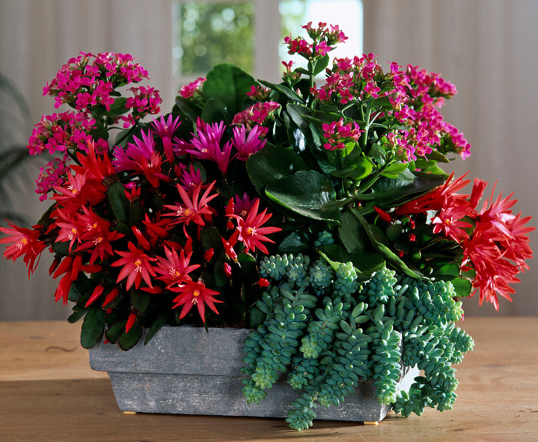 Bowl with Rhipsalidopsis (Easter cactus)