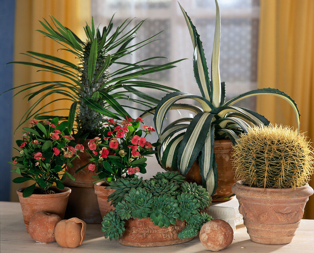 South window: Echinocactus, Agave Americana