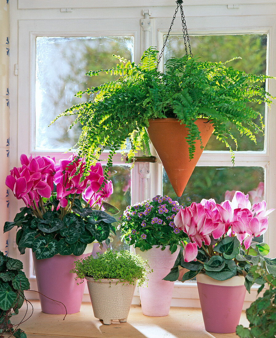 Fenster mit Cyclamen (Alpenveilchen), Soleirolia