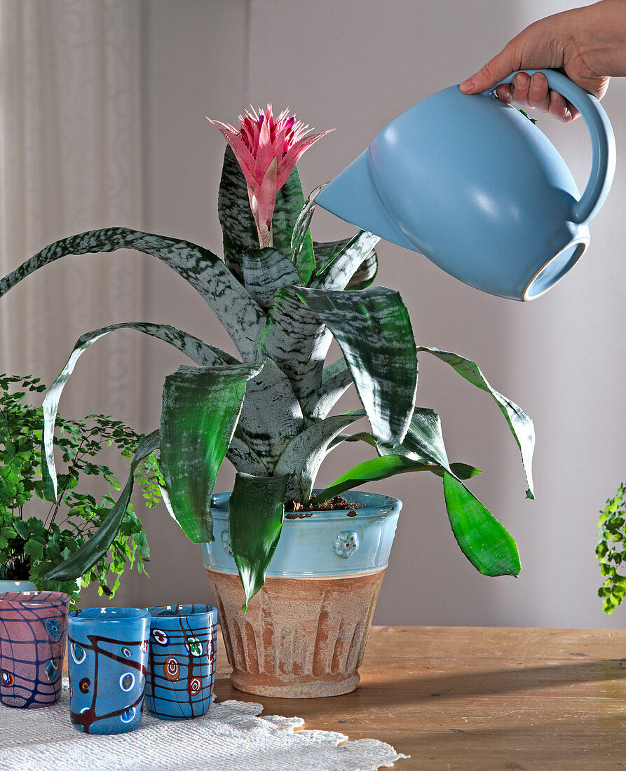 Aechmea fasciata From above into the funnel